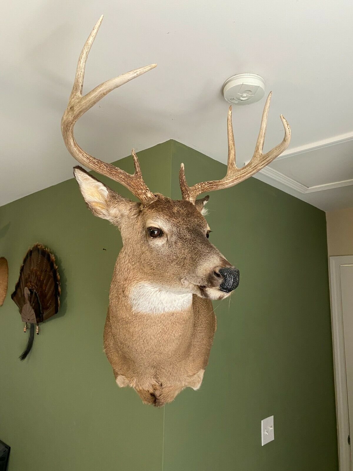 202 DEER ANTLER DEER ANTLERS TAXIDERMY